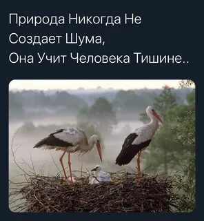 Любимое лакомство аистов