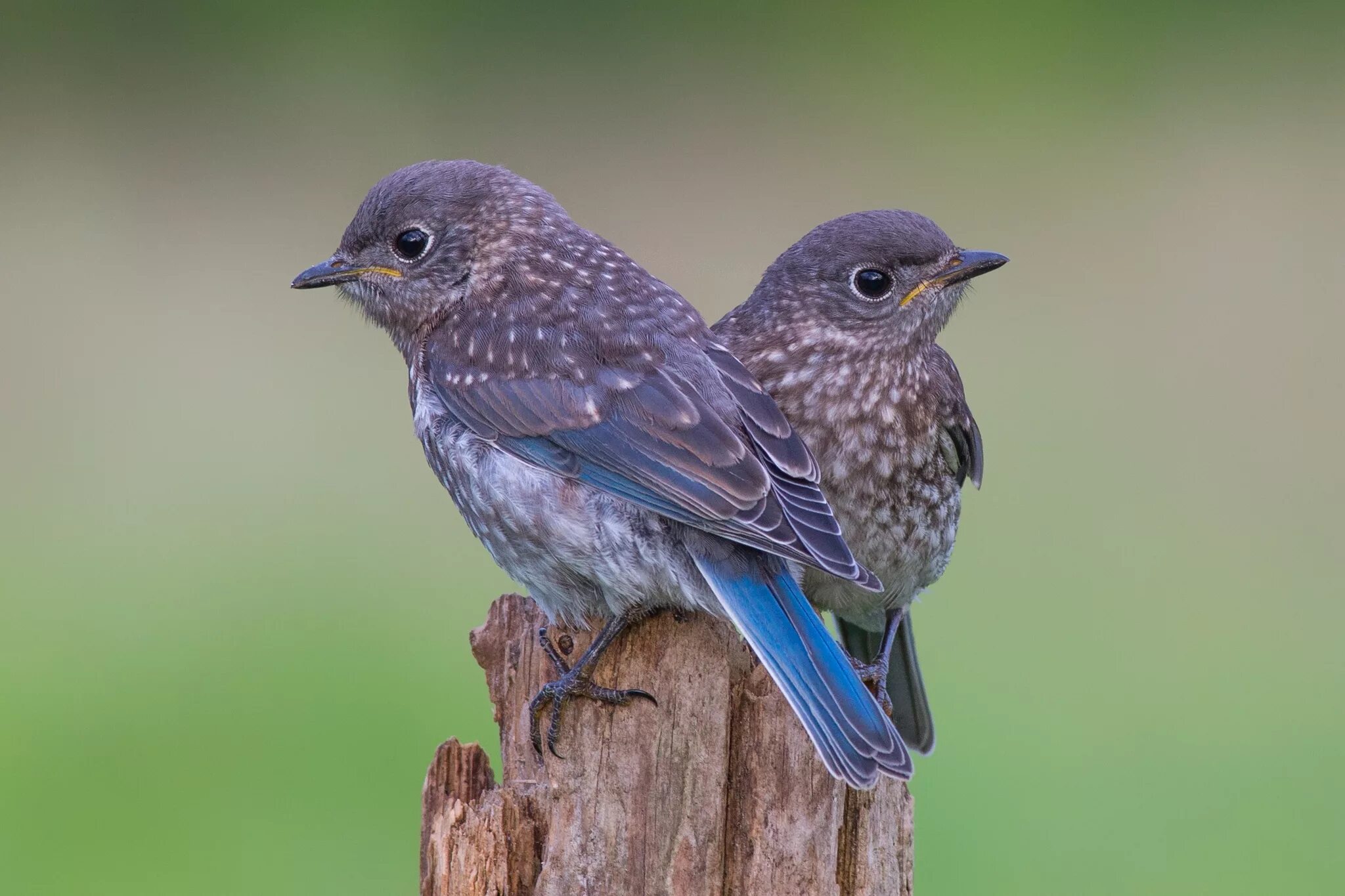 Birds wordwall. Птички фото. Птица защищает птенцов. Birds wordwall. Стая перелетных птиц.