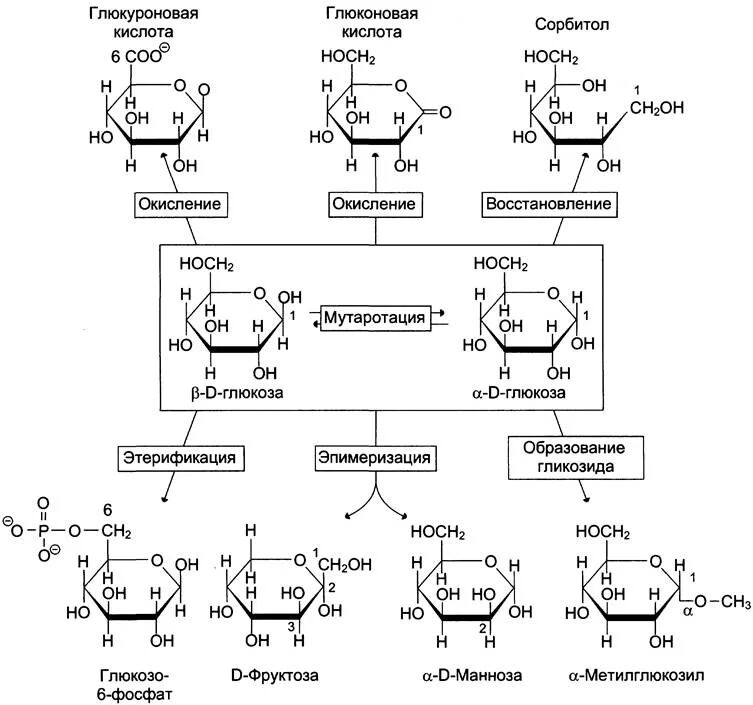 Мутаротация фруктозы схема. Схема мутаротации дисахарида. Мутаротация d-Глюкозы. Строение дисахаридов биохимия. Гидроксильные группы фруктозы