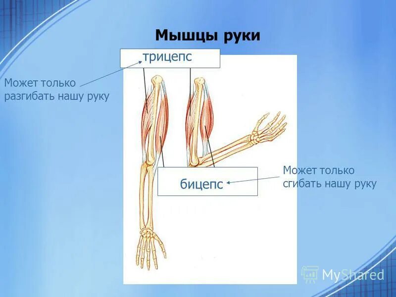 Строение руки. Анатомия руки. Названия частей мышц на руках. Строение руки человека. Рука человека название