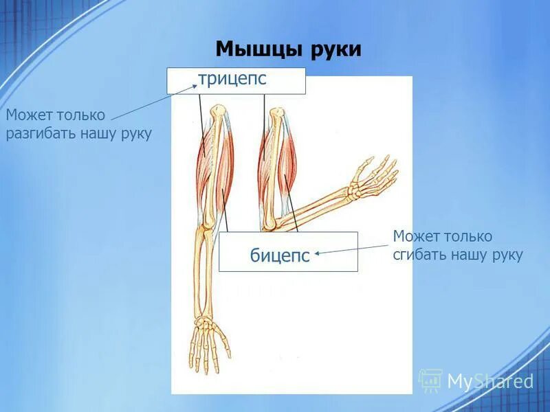 Части руки человека. Строение руки человека. Части руки человека названия. Строение руки для детей. Строение рук человека части рук.