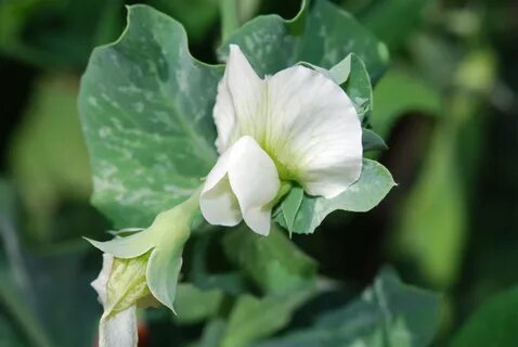 Pisum sativum pea