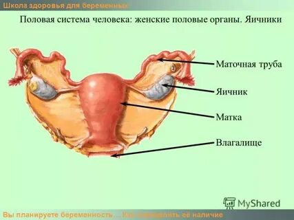 Главный орган женщин