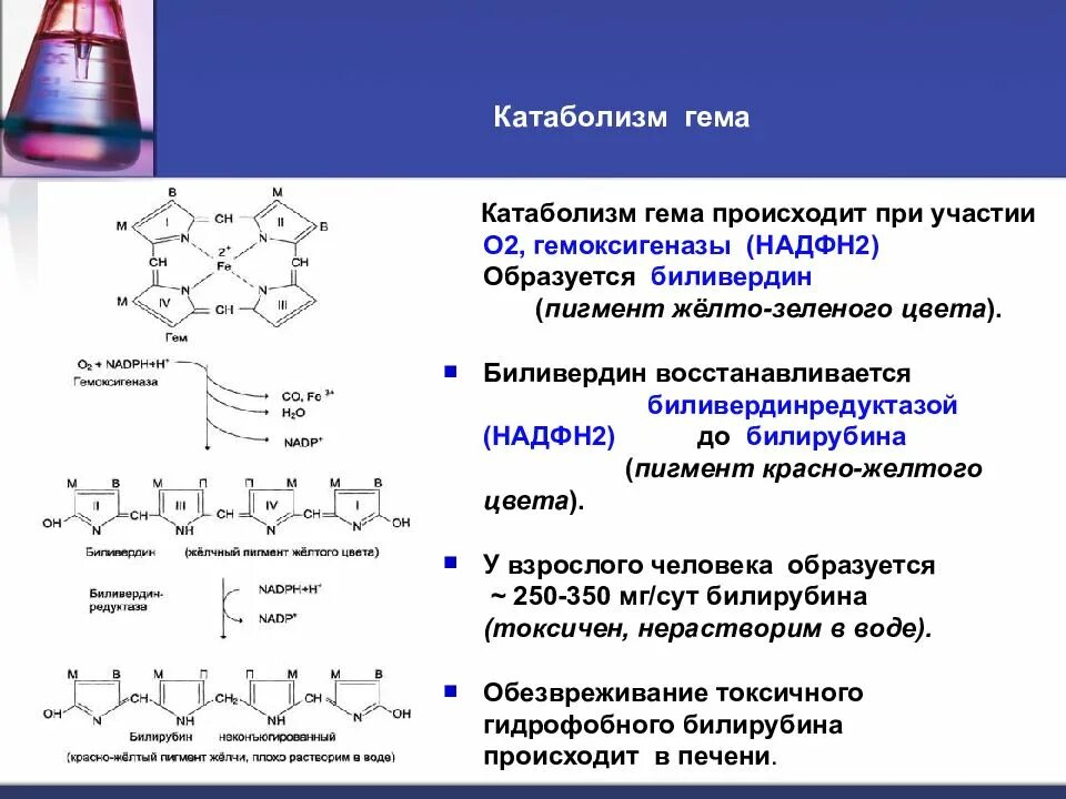 Схема катаболизма гема. Катаболизм гема биохимия. Образование гема биохимия. Реакции распада гема.