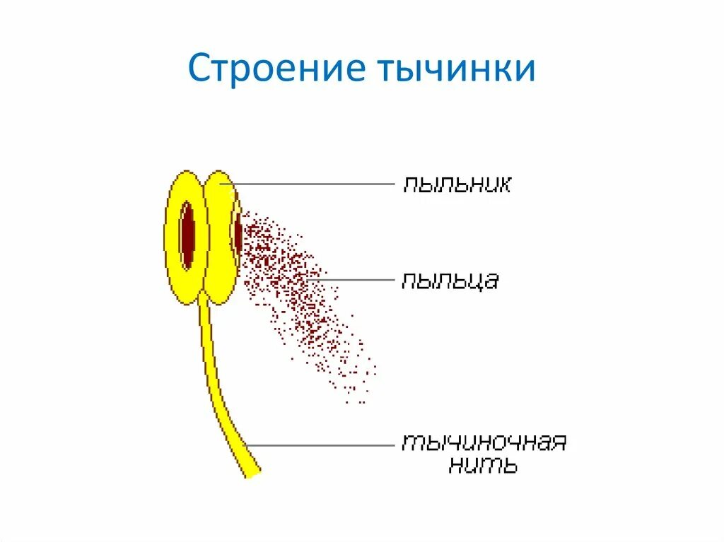 Опишите строение тычинки. Тычинка у растений схема. Схема пестика и тычинки строение. Тычинка схема строения. Строение тычинки и пыльцы