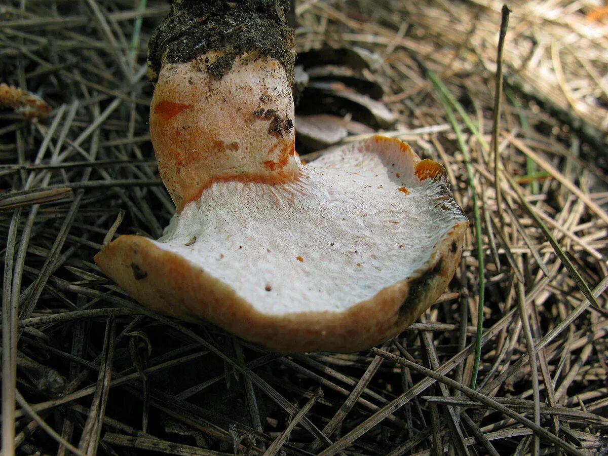 Гипомицес млечниковый (Hypomyces lactifluorum) фото и описание