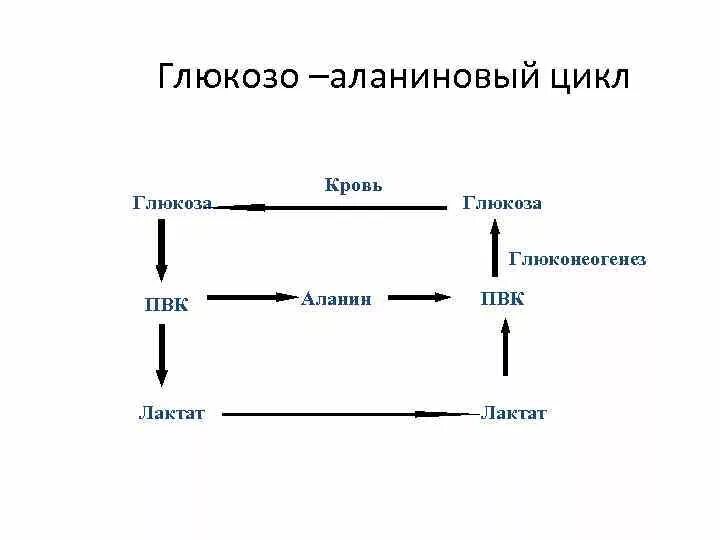 Цикл глюкозы