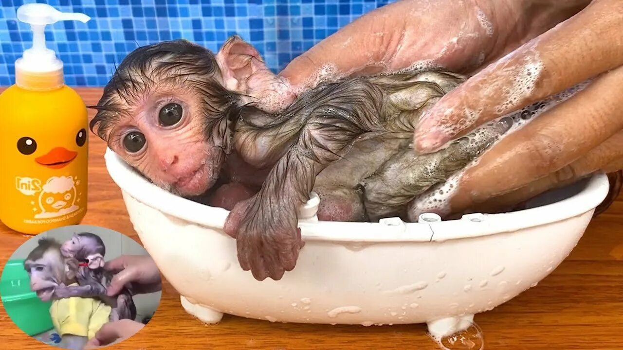 Песня бэтмен купание обезьяны. Обезьянка в ванной. Обезьяна в ванне. Мартышка моется в ванной. Обезьяна моется в ванной.
