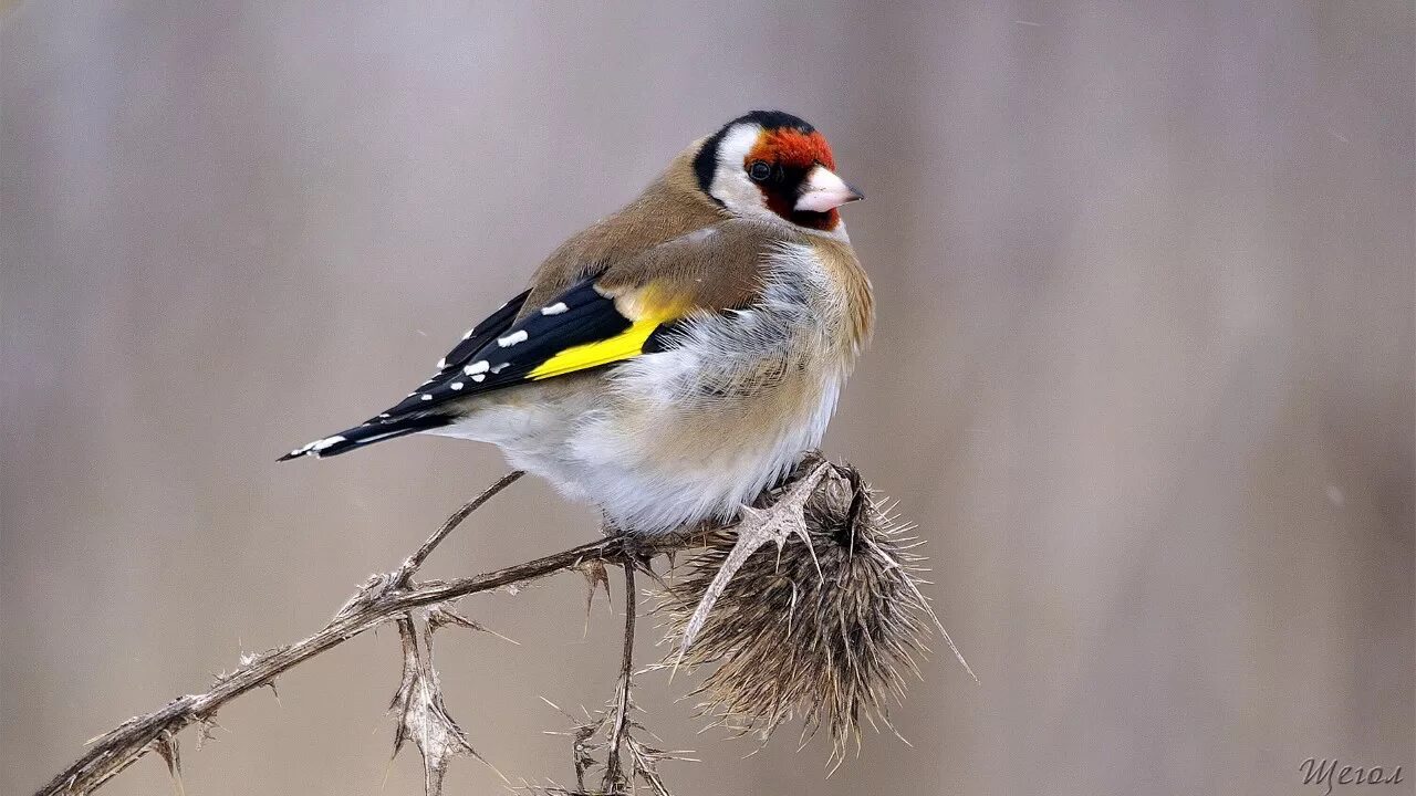 Песнь щегла. Щегол (лат. carduelis). щегол обыкновенный черноголовый щегол, или обыкновенный (carduelis carduelis).. певчие птицы пение щегла. щегол, малиновка.
