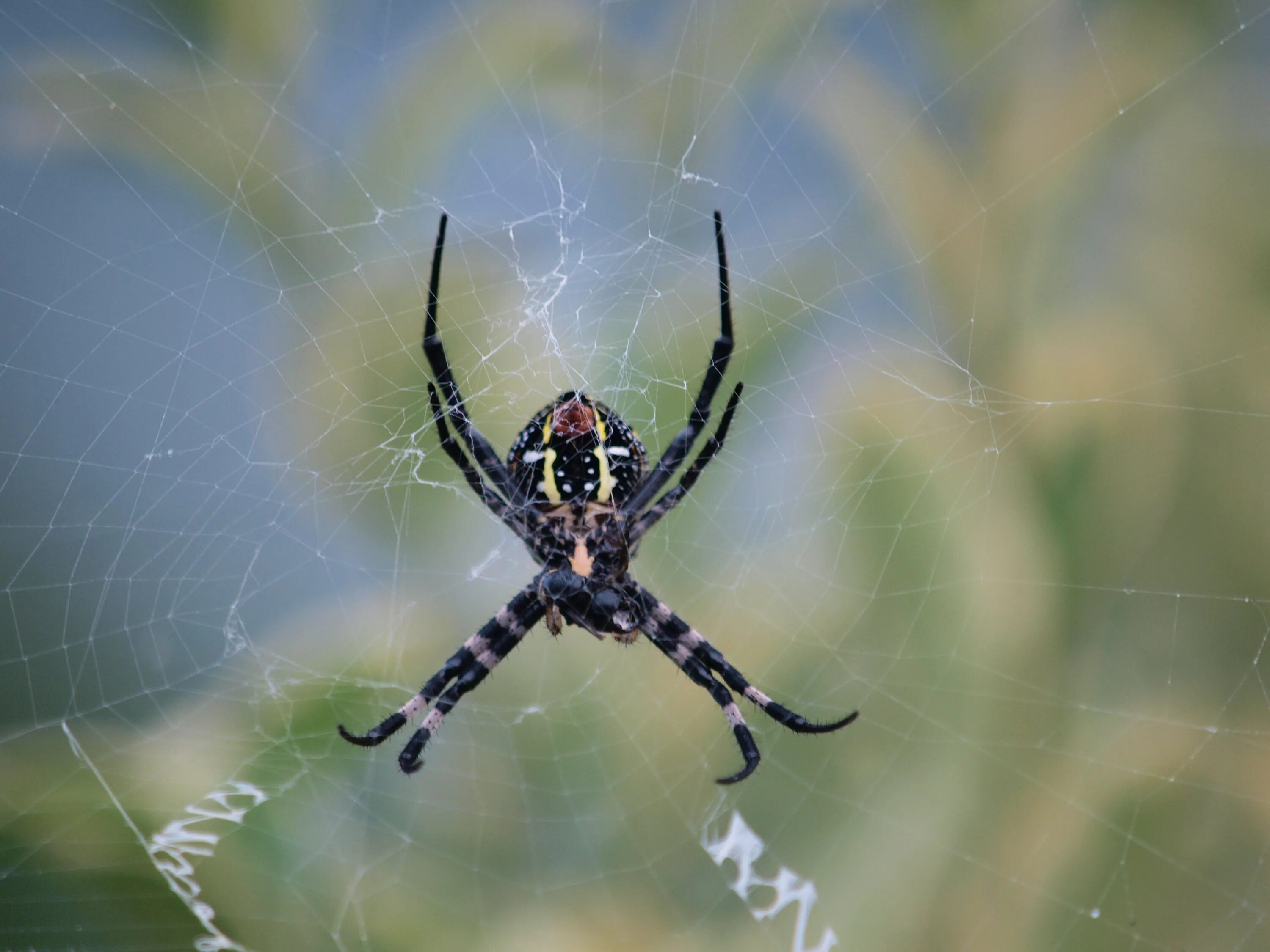 Паук год выпуска. Паук крестовик дальневосточный. orbweaver паук. паук крестовик альбинос.