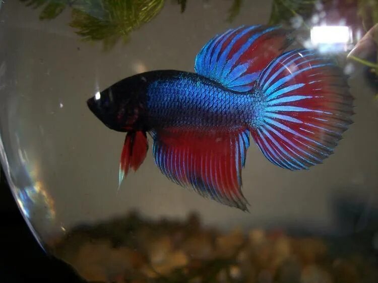 Петушок (рыбка бойцовая) betta splendens. Петушки рыбки самки. Сиамский петушок аквариумная рыбка. Петушок вуалехвост. Рыбка петушок халф мун саламандра.