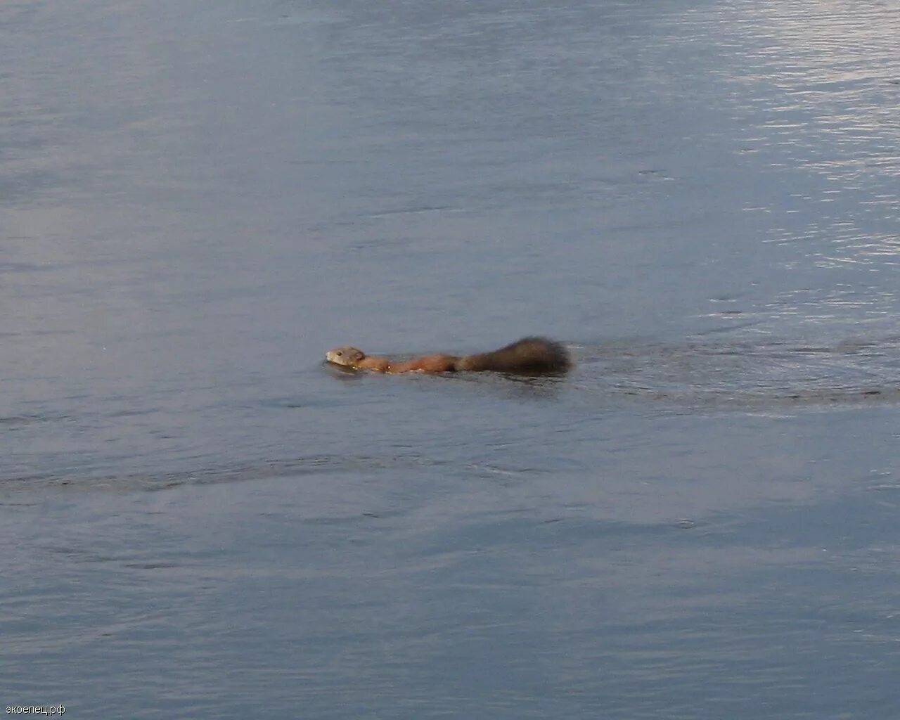 баклан плавает. плавает говно а мы ходим. моряки не плавают а ходят. какашки плавают. какашка плавает в бассейне.