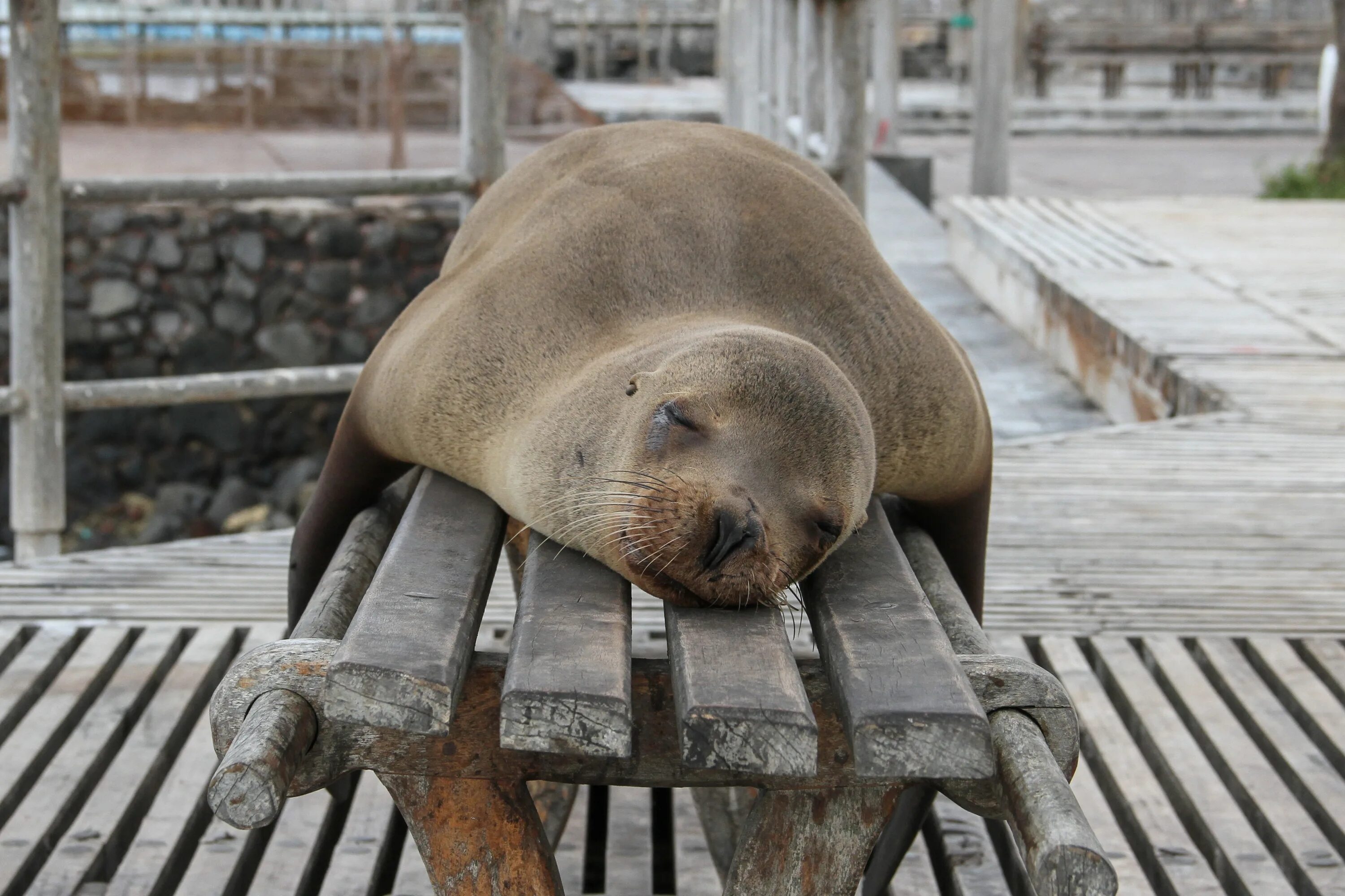 Устал род. Сонный тюлень. Ленивый тюлень.