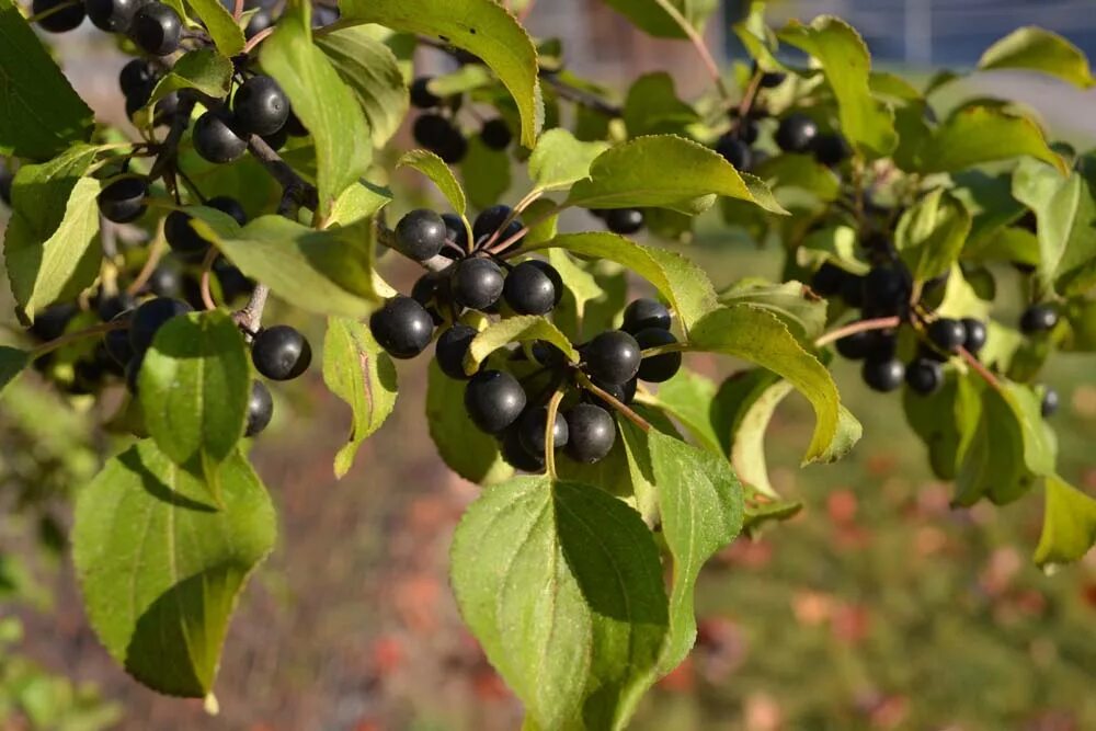 Жостер слабительный (Rhamnus cathartica). Крушина слабительная (Rhamnus cathartica). Жостер слабительный Крушина. Крушина ломкая и жостер слабительный.