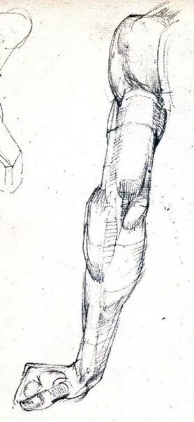 Баммес руки. Готфрид баммес анатомия руки. Плечевой пояс анатомия баммес. Анатомия баммеса руки. Готфрид баммес кисти рук.