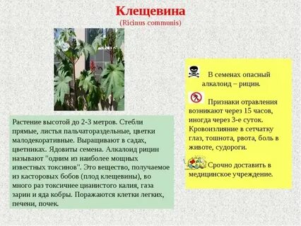 Ядовитые растения краснодарского