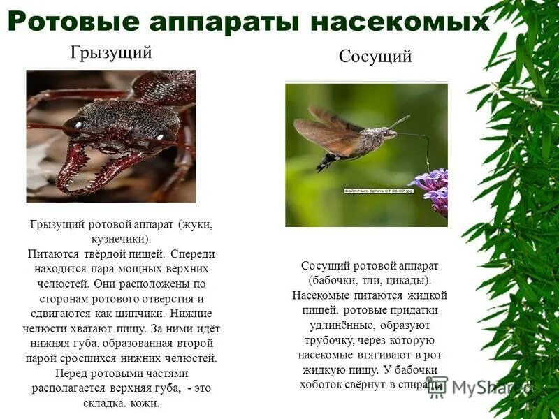 Строение ротового аппарата насекомых. Пища насекомых очень разнообразна поэтому ротовой. Пища насекомых очень разнообразна поэтому ротовой. Типы ротовых аппаратов насекомых 7 класс. Строение ротового аппарата насекомых.