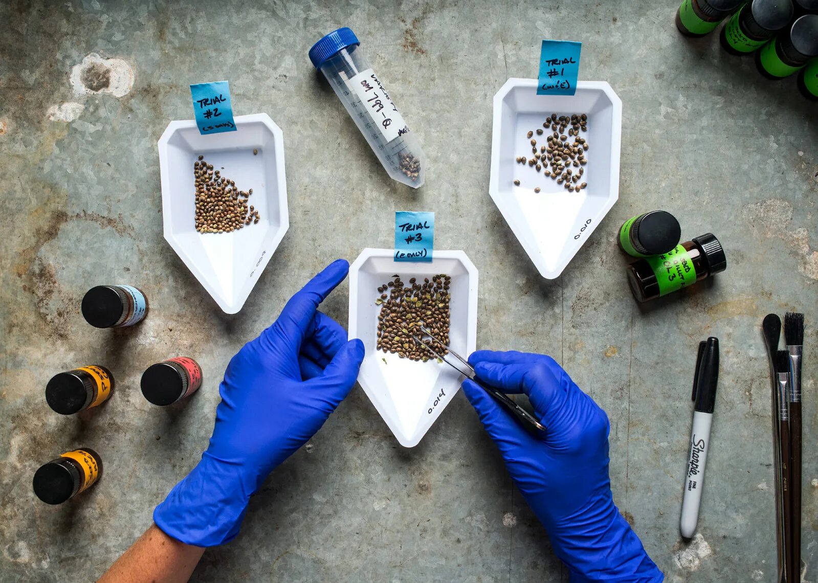 Growing science. Таблетки ТГК. Смертельная доза марихуаны. Купирование передозировки гашишем. ТГК где содержится.