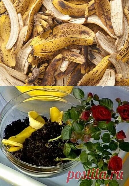 Удобрение из банановой кожуры для комнатных растений. Удобрение из кожуры банана для комнатных. Подкормка из банановой кожуры для комнатных растений. Настой из банановой кожуры для полива цветов.