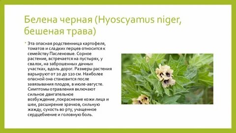 Белена что это значит