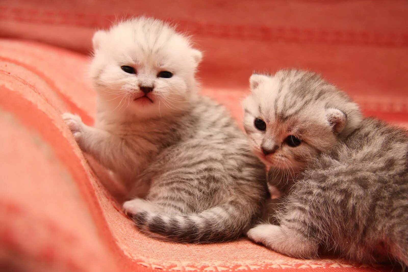 Милахи животные. Кошка лапуся. Котята ми ми ми. Кошки мимими. Кошки мимими.