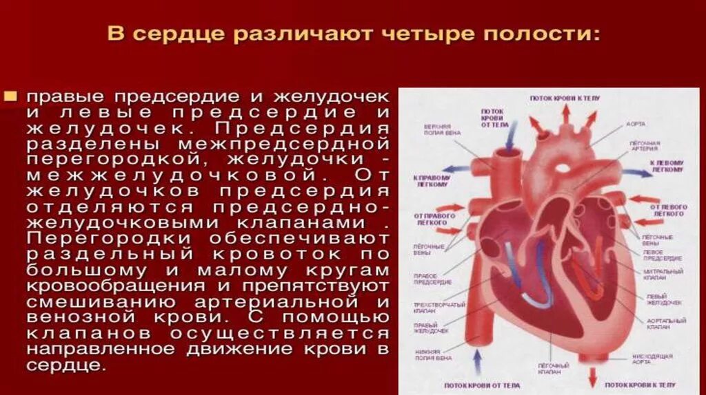 Движение крови из предсердия