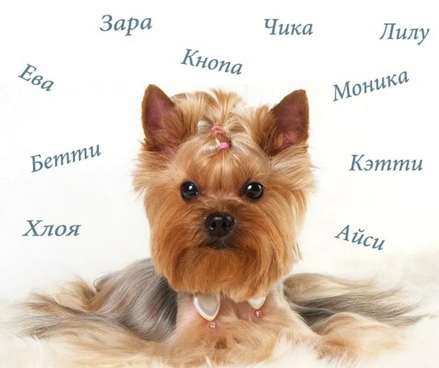 Какие клички собак девочки