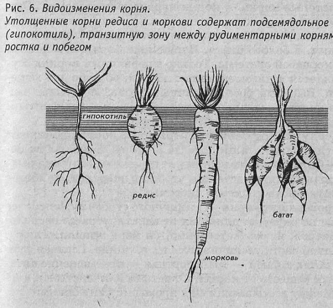 Корневая система редиса