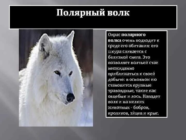 Где находится полярный волк колония на карте. Приспособления полярного волка. Полярный волк окрас. Доклад о белом волке. Приспособленность волка к среде обитания.