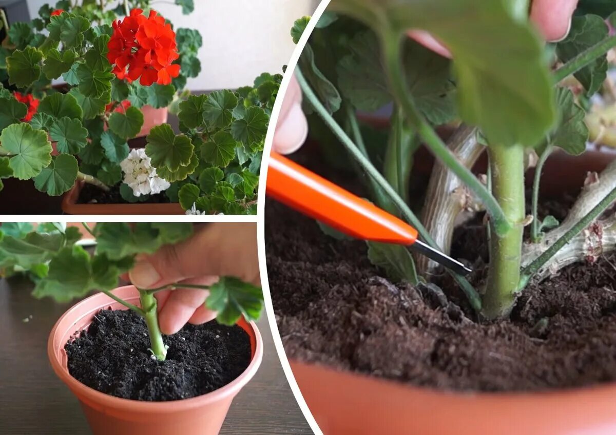 Прищипка ампельной пеларгонии. Как обрезать пеларгонию на зиму. Обрезать герань. Подрезка герани. Осенняя обрезка герани.