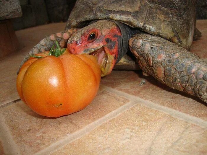 Что едят красноухие черепахи. Краснопёрая черепаха. Черепашка ест овощи. Фрукты едят черепахи.