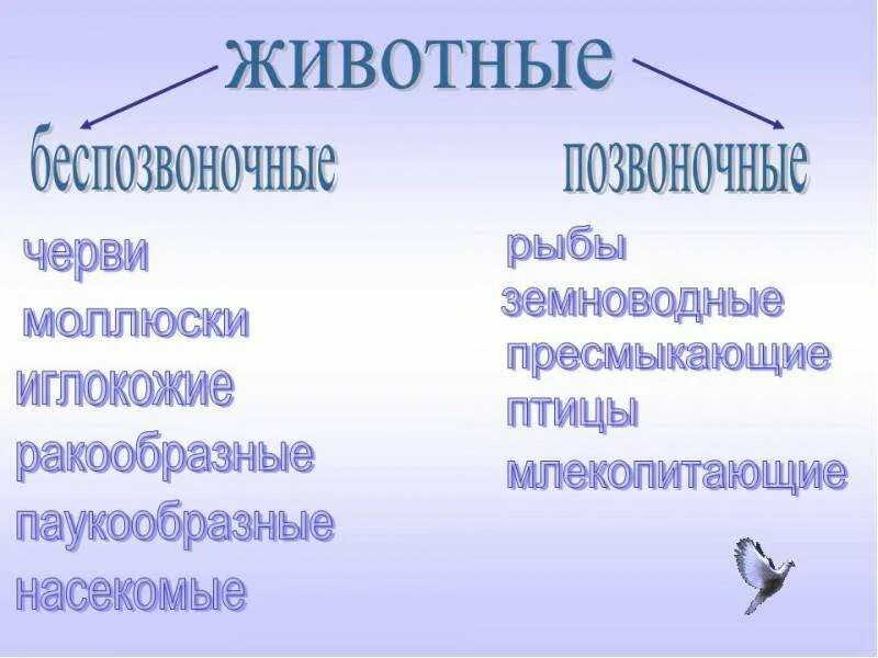 Строение и многообразие животных. Разнообразие животных 3 класс. Презентация на тему многообразие животных. Разнообразие животных 3 класс окружающий мир. Доклад на тему разнообразие животных.