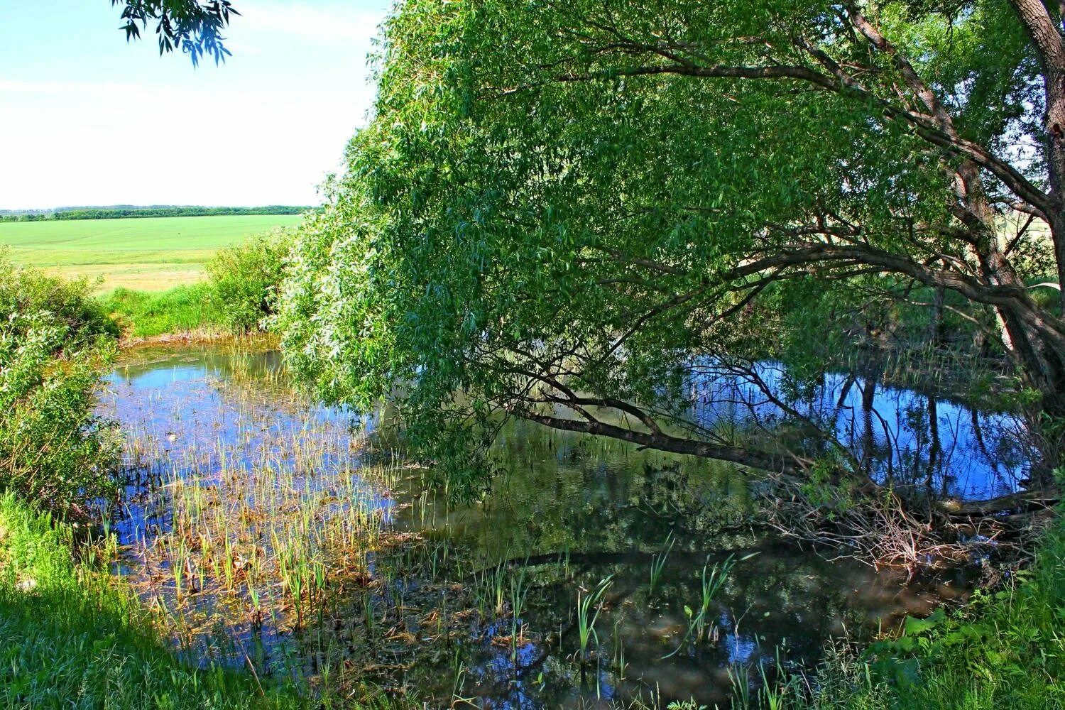 Бассейн мокши. Бассейн реки мокша. река старица мокша. городище мокша. река сура и мокша в мордовии.