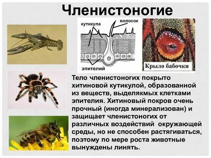 Организм членистоногих