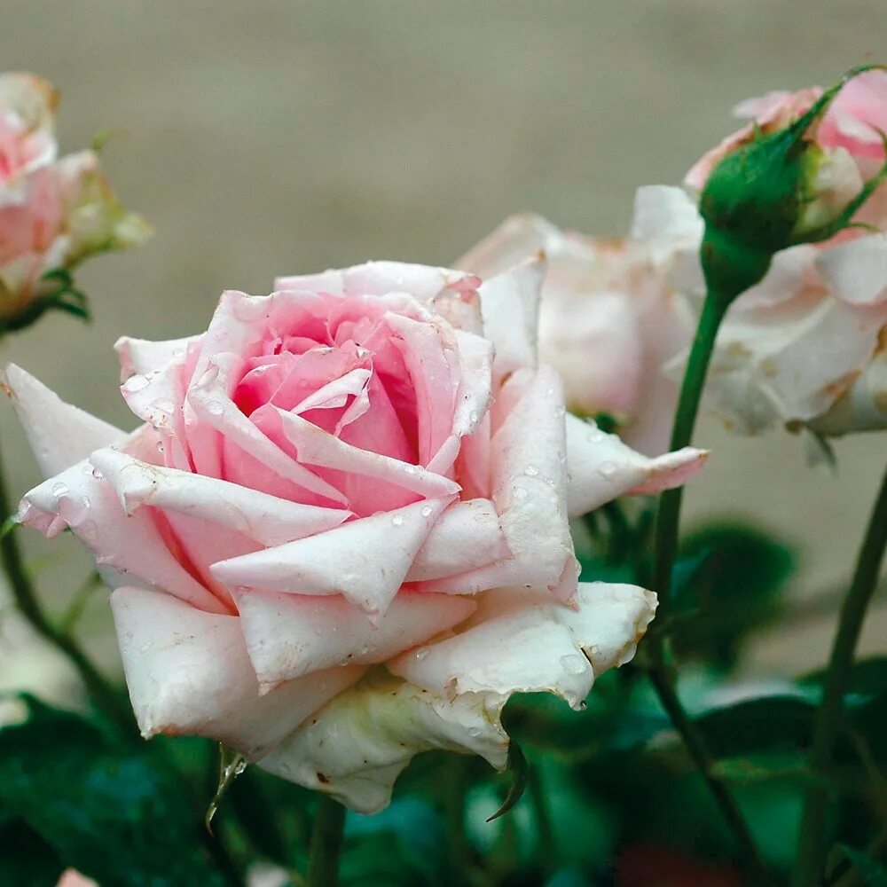 Rose from up. Книги кэтрин андерсон все. Come up roses. Blush like a rose idiom. Обложка альбома coming up rosing.