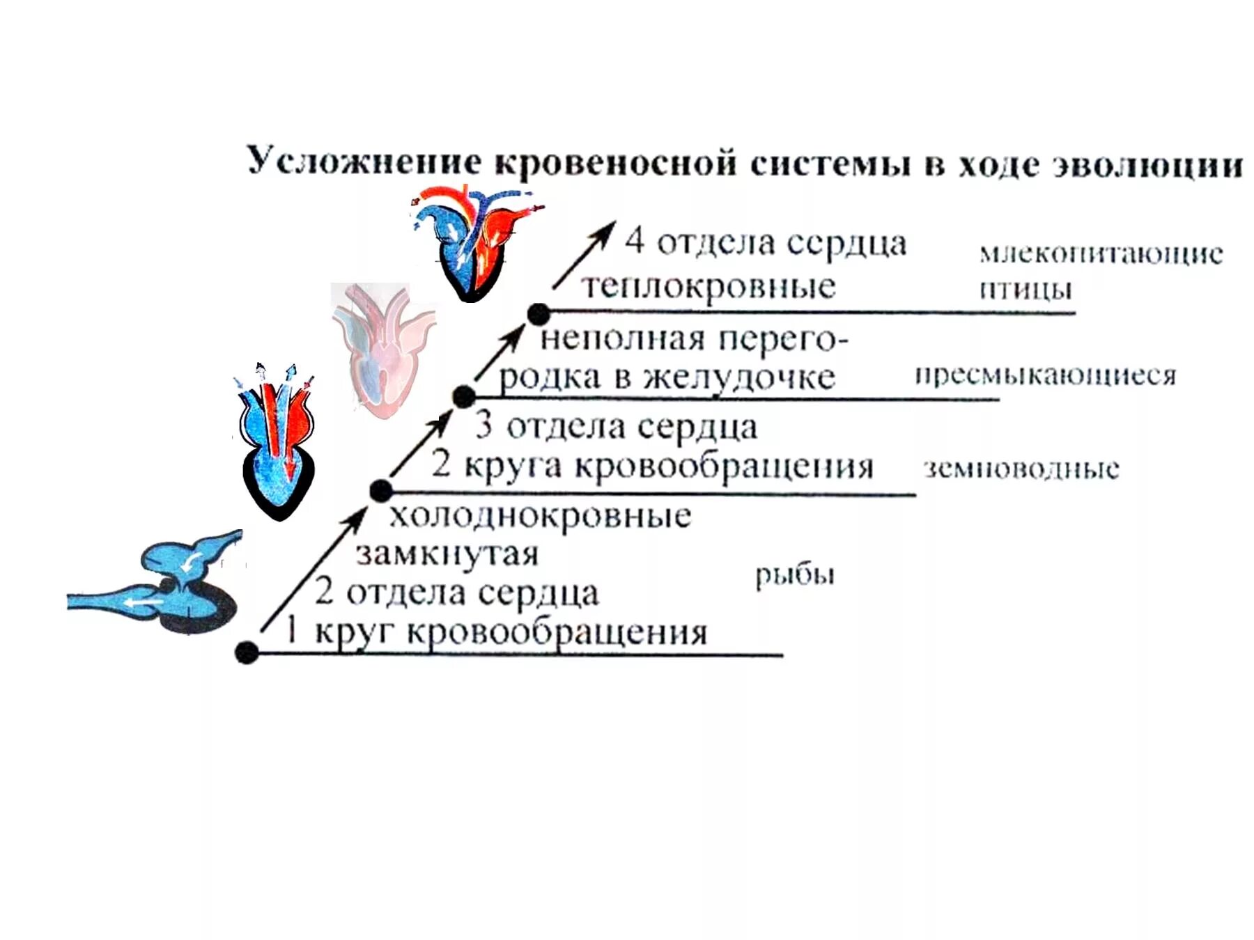 Эволюционные изменения млекопитающих. Эволюция кровеносной системы позвоночных животных схема. Усложнение строения кровеносной системы животных. Усложнение кровеносной системы в ходе эволюции. Эволюция кровеносной системы у животных схема.