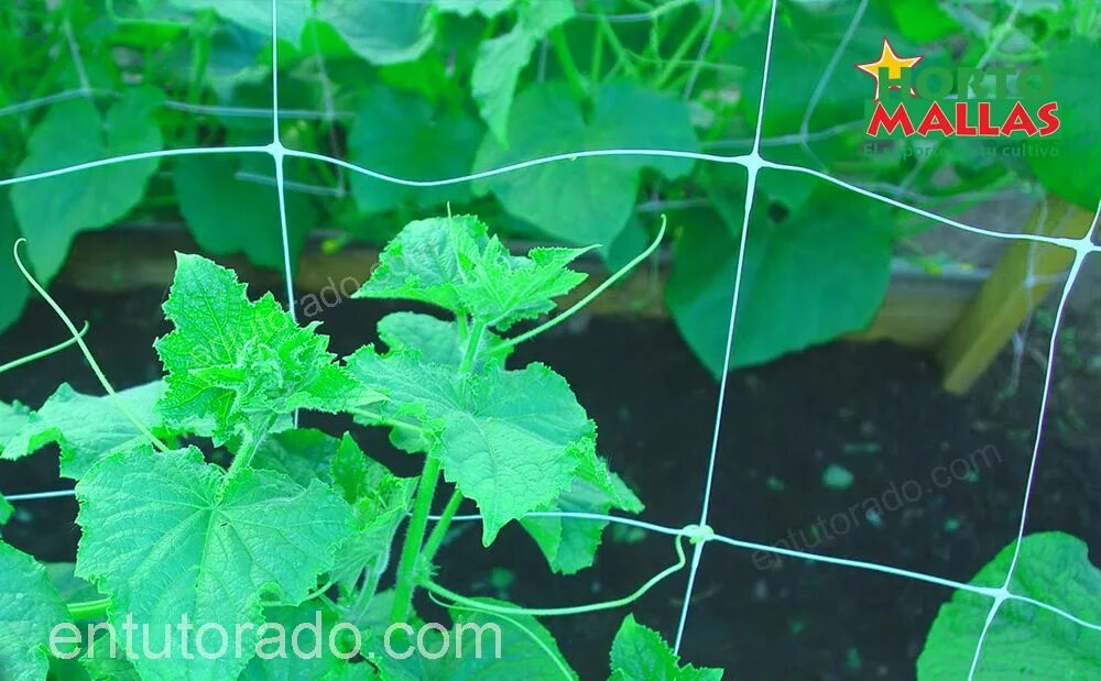 Подвязка огурцов в поликарбонатной теплице. Подвязка огурцов в поликарбонатной теплице. Шпалерная подвязка огурцов. Огурцы на шпалерной сетке в теплице. Сетка шпалерная для вьющихся растений.