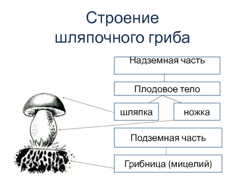 Какой тип питания характерен для подберезовика обыкновенного. Схема плодовое тело шляпочного гриба. Строение гриба с грибницей. Строение плодового тела шляпочного гриба. Строение шляпочных грибов рисунок.