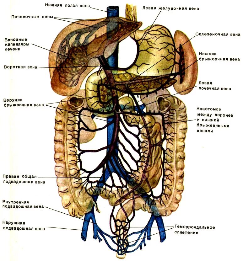 Система воротной вены схема. Нижняя полая Вена и воротная Вена анатомия. Воротная Вена печени система. Синельников атлас воротная Вена. Правая воротная вена