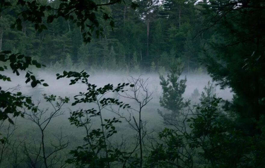 Страшная зима. Eso индрик маунт. Болотная сердце. Топь фоллаут 76. Кикимора болотная мифология.