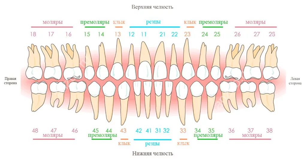 Передние и задние зубы какие. Нумерация зубов у человека в стоматологии схема взрослых. Резцы клыки премоляры моляры анатомия. Схема зубов человека с нумерацией стоматологии. Схема зубов нижней челюсти.