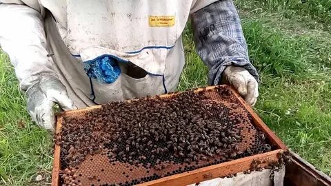 Отводок пчел весной