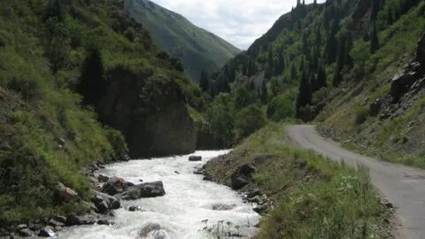 Жезөкшелердің мысықтарының суреттері