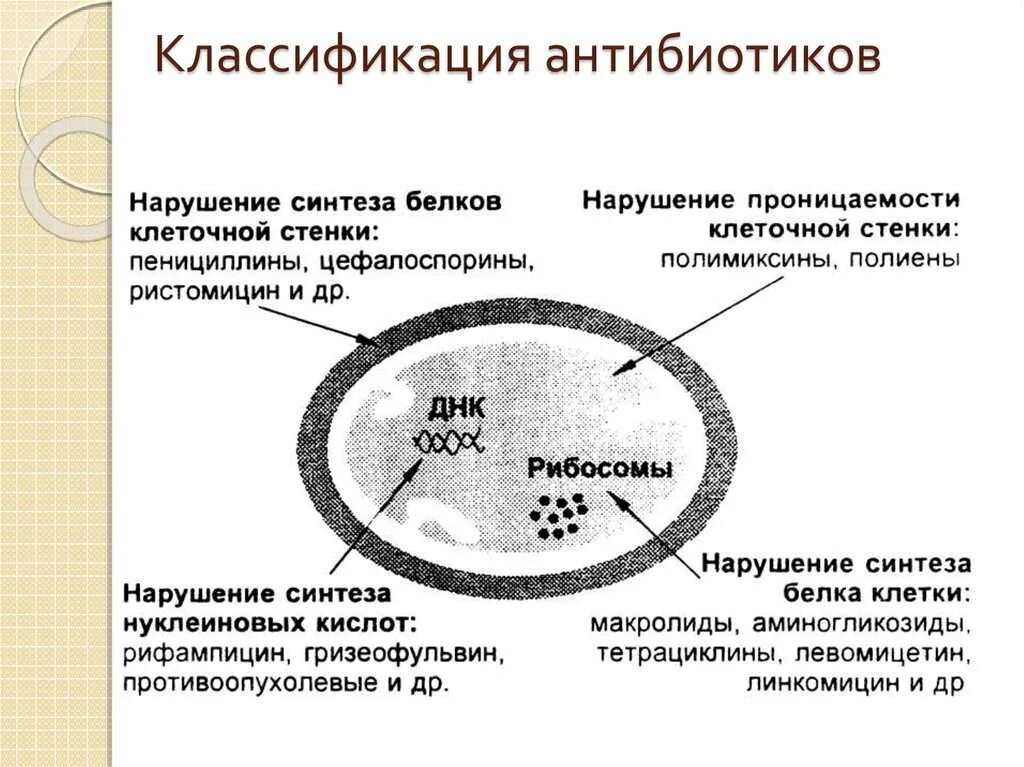 Антибиотики нарушающие Синтез клеточной стенки бактерий. Нарушение синтеза клеточной стенки бактерий. Синтез клеточной стенки бактерий нарушают. Антибиотик нарушающий Синтез белка в микробной клетке. Синтез белка в бактериальной клетке