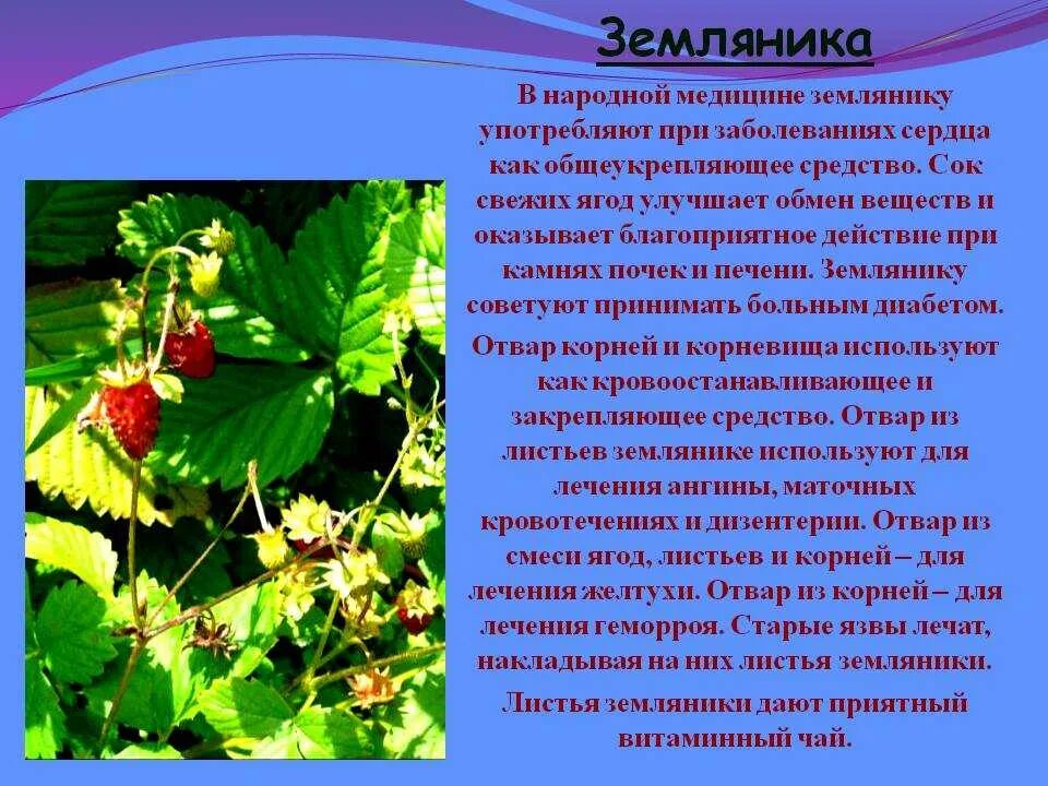 Земляника лесная описание растения - CoffeePapa.ru