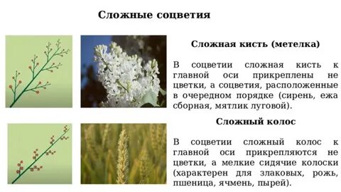 Какие растения соцветия метелка