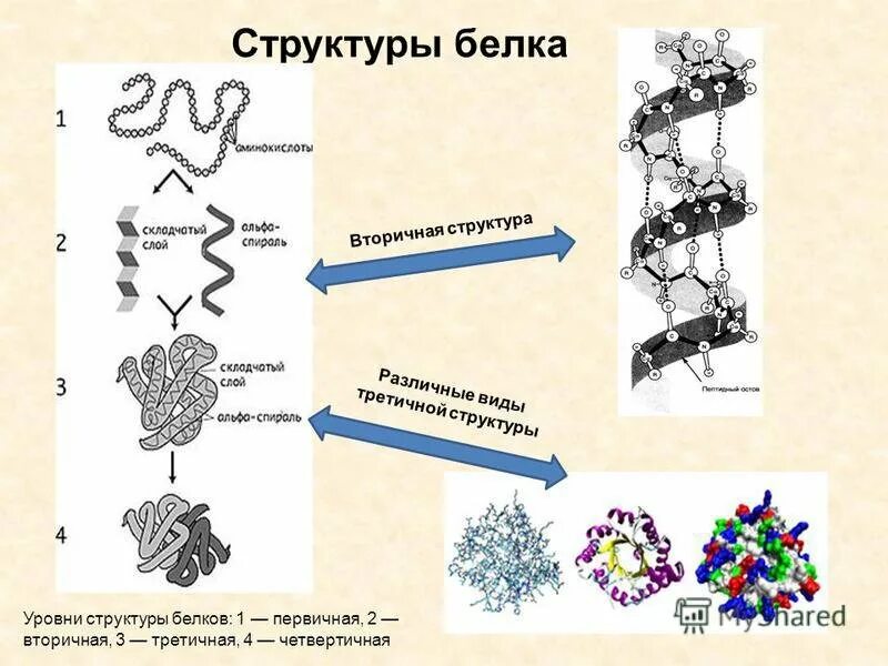 Белки соединение в цепи. Первичная структура белка вторичная структура белка третичная. Строение вторичной структуры белка. Структуры белка первичная вторичная третичная четвертичная. Бета спираль вторичной структуры белка.