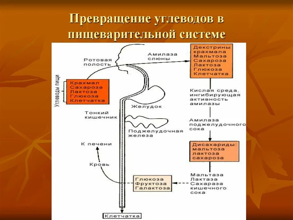 Ферментативное расщепление поступающих с пищей белков. Всасывание углеводов схема. Схема расщепления углеводов. Таблица 1. переваривание углеводов в ЖКТ. Схема расщепления углеводов в организме человека.