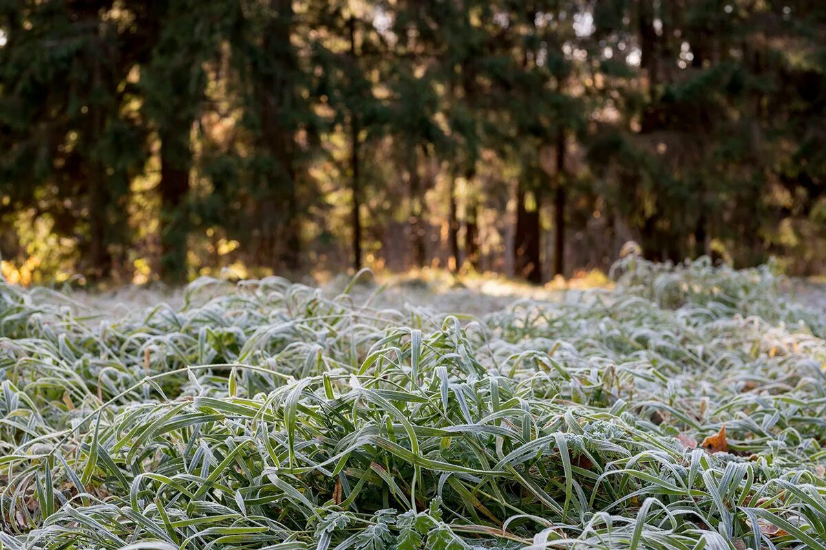 Заморозки. Иней летом. Первые заморозки иней. Иней на траве. Заморозки.