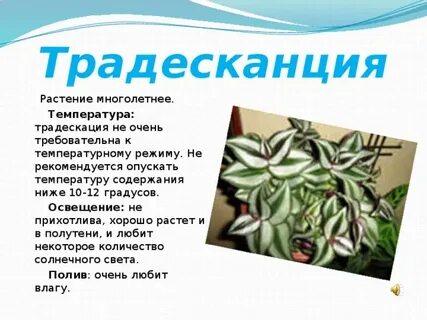 Наблюдение за традесканцией
